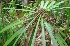  ( - MP2366)  @11 [ ] Copyright (2014) PHCDB Paul Hebert Centre For DNA Barcoding And Biodiversity Studies