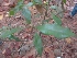  ( - MP2369)  @11 [ ] Copyright (2014) PHCDB Paul Hebert Centre For DNA Barcoding And Biodiversity Studies