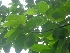  (Neolamarckia - MP2371)  @11 [ ] Copyright (2014) PHCDB Paul Hebert Centre For DNA Barcoding And Biodiversity Studies