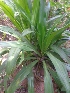  (Crinum asiaticum var. japonicum - MP2372)  @11 [ ] Copyright (2014) PHCDB Paul Hebert Centre For DNA Barcoding And Biodiversity Studies