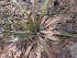  ( - MP2377)  @11 [ ] Copyright (2014) PHCDB Paul Hebert Centre For DNA Barcoding And Biodiversity Studies