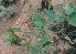  ( - MP2379)  @11 [ ] Copyright (2014) PHCDB Paul Hebert Centre For DNA Barcoding And Biodiversity Studies