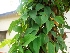  ( - MP2384)  @11 [ ] Copyright (2014) PHCDB Paul Hebert Centre For DNA Barcoding And Biodiversity Studies