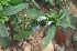  (Leucas zeylanica - MP2386)  @11 [ ] Copyright (2014) PHCDB Paul Hebert Centre For DNA Barcoding And Biodiversity Studies