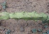  ( - MP2391)  @11 [ ] Copyright (2014) PHCDB Paul Hebert Centre For DNA Barcoding And Biodiversity Studies