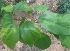  ( - MP2396)  @11 [ ] Copyright (2014) PHCDB Paul Hebert Centre For DNA Barcoding And Biodiversity Studies