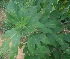  ( - MP2397)  @11 [ ] Copyright (2014) PHCDB Paul Hebert Centre For DNA Barcoding And Biodiversity Studies
