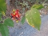  ( - MP2424)  @11 [ ] Copyright (2014) PHCDB Paul Hebert Centre For DNA Barcoding And Biodiversity Studies