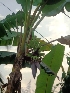  ( - MP2426)  @11 [ ] Copyright (2014) PHCDB Paul Hebert Centre For DNA Barcoding And Biodiversity Studies