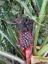  ( - MP2433)  @11 [ ] Copyright (2014) PHCDB Paul Hebert Centre For DNA Barcoding And Biodiversity Studies