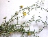  (Kickxia - MP2812)  @11 [ ] Copyright (2014) PHCDBS Paul Hebert Centre For DNA Barcoding And Biodiversity Studies