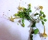  ( - MP2856)  @11 [ ] Copyright (2014) PHCDBS Paul Hebert Centre For DNA Barcoding And Biodiversity Studies