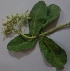  ( - MP2832)  @11 [ ] Copyright (2014) PHCDBS Paul Hebert Centre For DNA Barcoding And Biodiversity Studies