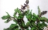  ( - MP2829)  @11 [ ] Copyright (2014) PHCDBS Paul Hebert Centre For DNA Barcoding And Biodiversity Studies