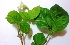  (Jasminum sambac - MP2822)  @11 [ ] Copyright (2014) PHCDBS Paul Hebert Centre For DNA Barcoding And Biodiversity Studies