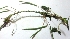 ( - MP2844)  @11 [ ] Copyright (2014) PHCDBS Paul Hebert Centre For DNA Barcoding And Biodiversity Studies