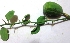  ( - MP2821)  @11 [ ] Copyright (2014) PHCDBS Paul Hebert Centre For DNA Barcoding And Biodiversity Studies