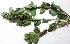  ( - MP2831)  @11 [ ] Copyright (2014) PHCDBS Paul Hebert Centre For DNA Barcoding And Biodiversity Studies