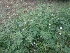 ( - MP2897)  @11 [ ] Copyright (2014) PHCDBS Paul Hebert Centre For DNA Barcoding And Biodiversity Studies