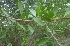  ( - MP2945)  @11 [ ] Copyright (2014) PHCDBS Paul Hebert Centre For DNA Barcoding And Biodiversity Studies
