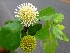  (Nauclea latifolia - MP2934)  @11 [ ] Copyright (2014) PHCDBS Paul Hebert Centre For DNA Barcoding And Biodiversity Studies