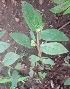  ( - MP2927)  @11 [ ] Copyright (2014) PHCDBS Paul Hebert Centre For DNA Barcoding And Biodiversity Studies