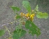  ( - MP2985)  @11 [ ] Copyright (2014) PHCDBS Paul Hebert Centre For DNA Barcoding And Biodiversity Studies