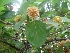  (Nauclea orientalis - MP3005)  @11 [ ] Copyright (2014) PHCDBS Paul Hebert Centre For DNA Barcoding And Biodiversity Studies