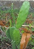 ( - MP3051)  @11 [ ] Copyright (2014) PHCDBS Paul Hebert Centre For DNA Barcoding And Biodiversity Studies