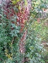  (Pithecellobium - MP3044)  @11 [ ] Copyright (2014) PHCDBS Paul Hebert Centre For DNA Barcoding And Biodiversity Studies