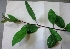  (Commiphora roxburghii - MP3058)  @11 [ ] Copyright (2014) PHCDBS Paul Hebert Centre For DNA Barcoding And Biodiversity Studies