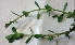  ( - MP3046)  @11 [ ] Copyright (2014) PHCDBS Paul Hebert Centre For DNA Barcoding And Biodiversity Studies