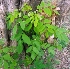  ( - MP3094)  @11 [ ] Copyright (2014) PHCDBS Paul Hebert Centre For DNA Barcoding And Biodiversity Studies