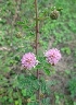  (Mimosa hamata - MP3084)  @11 [ ] Copyright (2014) PHCDBS Paul Hebert Centre For DNA Barcoding And Biodiversity Studies