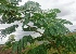  ( - MP3099)  @11 [ ] Copyright (2014) PHCDBS Paul Hebert Centre For DNA Barcoding And Biodiversity Studies