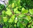  ( - MP3153)  @11 [ ] Copyright (2014) PHCDBS Paul Hebert Centre For DNA Barcoding And Biodiversity Studies