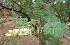  ( - MP3085)  @11 [ ] Copyright (2014) PHCDBS Paul Hebert Centre For DNA Barcoding And Biodiversity Studies