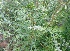  ( - MP3068)  @11 [ ] Copyright (2014) PHCDBS Paul Hebert Centre For DNA Barcoding And Biodiversity Studies