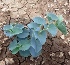  ( - MP3155)  @11 [ ] Copyright (2014) PHCDBS Paul Hebert Centre For DNA Barcoding And Biodiversity Studies