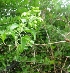  ( - MP3229)  @11 [ ] Copyright (2014) PHCDBS Paul Hebert Centre For DNA Barcoding And Biodiversity Studies