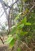  ( - MP3189)  @11 [ ] Copyright (2014) PHCDBS Paul Hebert Centre For DNA Barcoding And Biodiversity Studies