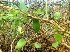  (Pentatropis - MP3170)  @11 [ ] Copyright (2014) PHCDBS Paul Hebert Centre For DNA Barcoding And Biodiversity Studies