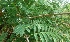  ( - MP3196)  @11 [ ] Copyright (2014) PHCDBS Paul Hebert Centre For DNA Barcoding And Biodiversity Studies