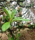  ( - MP3194)  @11 [ ] Copyright (2014) PHCDBS Paul Hebert Centre For DNA Barcoding And Biodiversity Studies