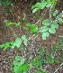  ( - MP3191)  @11 [ ] Copyright (2014) PHCDBS Paul Hebert Centre For DNA Barcoding And Biodiversity Studies