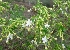  (Clerodendrum phlomidis - MP2816)  @11 [ ] Copyright (2014) PHCDBS Paul Hebert Centre For DNA Barcoding And Biodiversity Studies