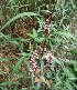  ( - MP3296)  @11 [ ] Copyright (2014) PHCDBS Paul Hebert Centre For DNA Barcoding And Biodiversity Studies