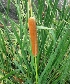  ( - MP3231)  @11 [ ] Copyright (2014) PHCDBS Paul Hebert Centre For DNA Barcoding And Biodiversity Studies
