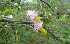  (Acacia arabica - MP3284)  @11 [ ] Copyright (2014) PHCDBS Paul Hebert Centre For DNA Barcoding And Biodiversity Studies