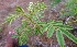  (Acacia ligulata - MP3273)  @11 [ ] Copyright (2014) PHCDBS Paul Hebert Centre For DNA Barcoding And Biodiversity Studies